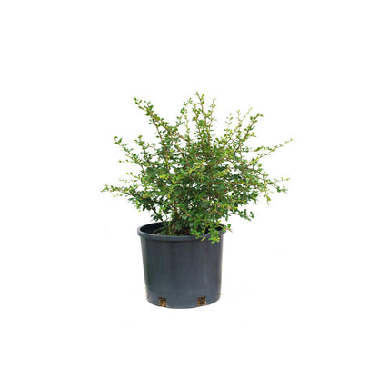 Carmona plant - نبتة كارمونا