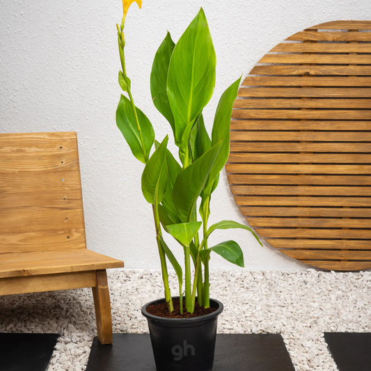 Canna Plant - نبات كنّا