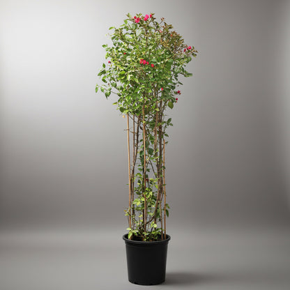 Rangoon Creeper Plant - نبات ياسمين هندي