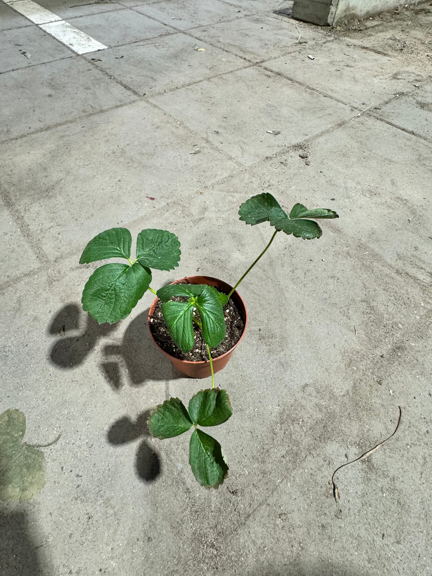 Organic Strawberry Plant - Fragaria Milan - نبتة الفراولة