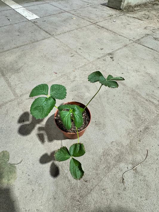 Organic Strawberry Plant - Fragaria Milan - نبتة الفراولة