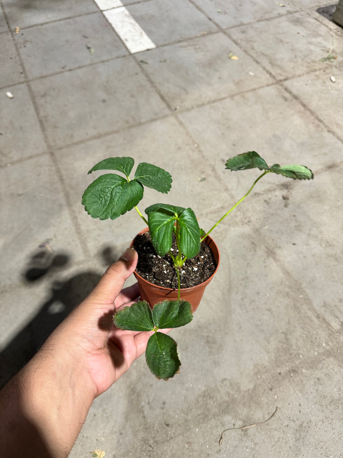 Organic Strawberry Plant - Fragaria Milan - نبتة الفراولة