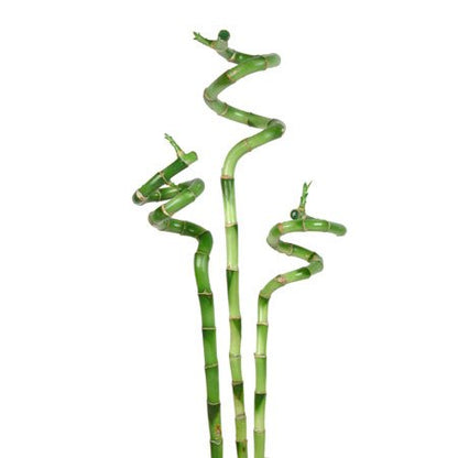 Spiral Lucky Bamboo Stick 90cm (الخيزران) نبات داخلي