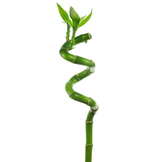 Spiral Lucky Bamboo Stick 90cm (الخيزران) نبات داخلي