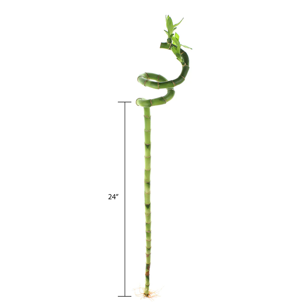 Spiral Lucky Bamboo Stick 90cm (الخيزران) نبات داخلي