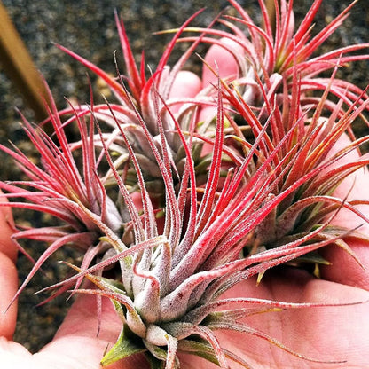 Tillandsia Ionantha Red - Air Plant - Indoor House Plant - نبات داخلي