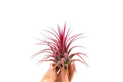 Tillandsia Ionantha Red - Air Plant - Indoor House Plant - نبات داخلي