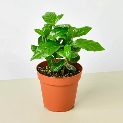 Coffee Arabica Plant - Indoor Plant - نبات داخلي - نبات القهوة العربية