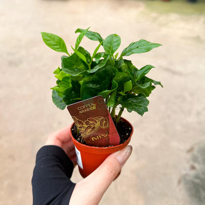 Coffee Arabica Plant - Indoor Plant - نبات داخلي - نبات القهوة العربية