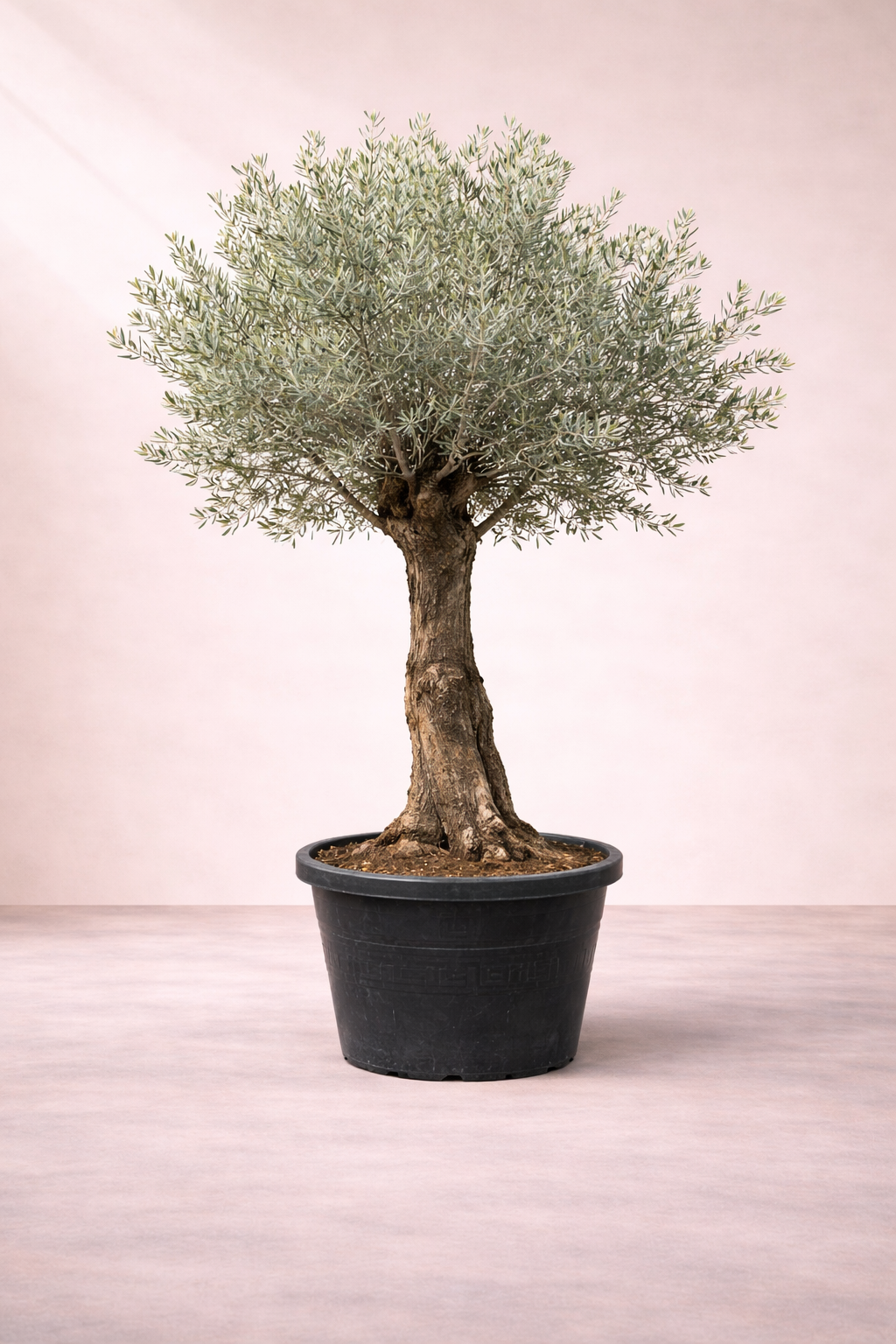 Olive Tree - Olea europaea -  شجرة الزيتون