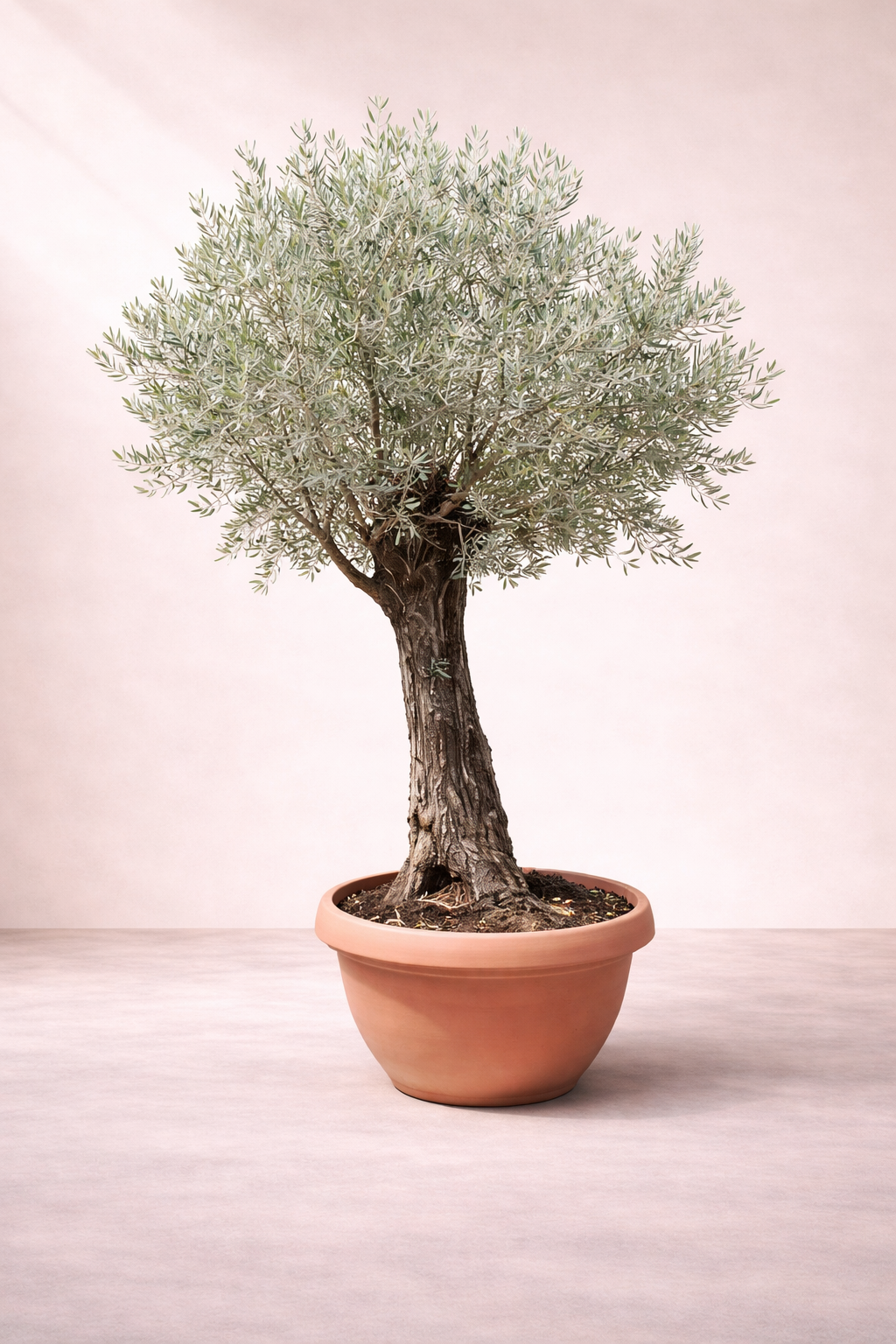 Olive Tree - Olea europaea -  شجرة الزيتون