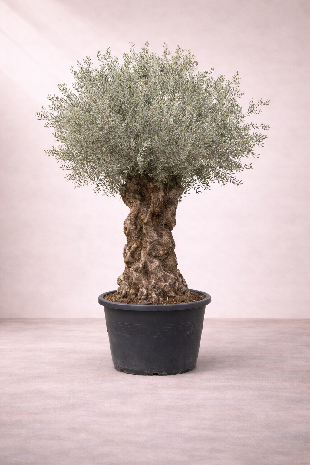 Olive Tree - Olea europaea -  شجرة الزيتون