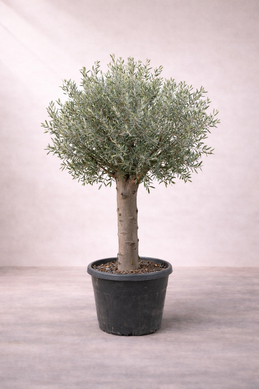 Olive Tree - Olea europaea -  شجرة الزيتون
