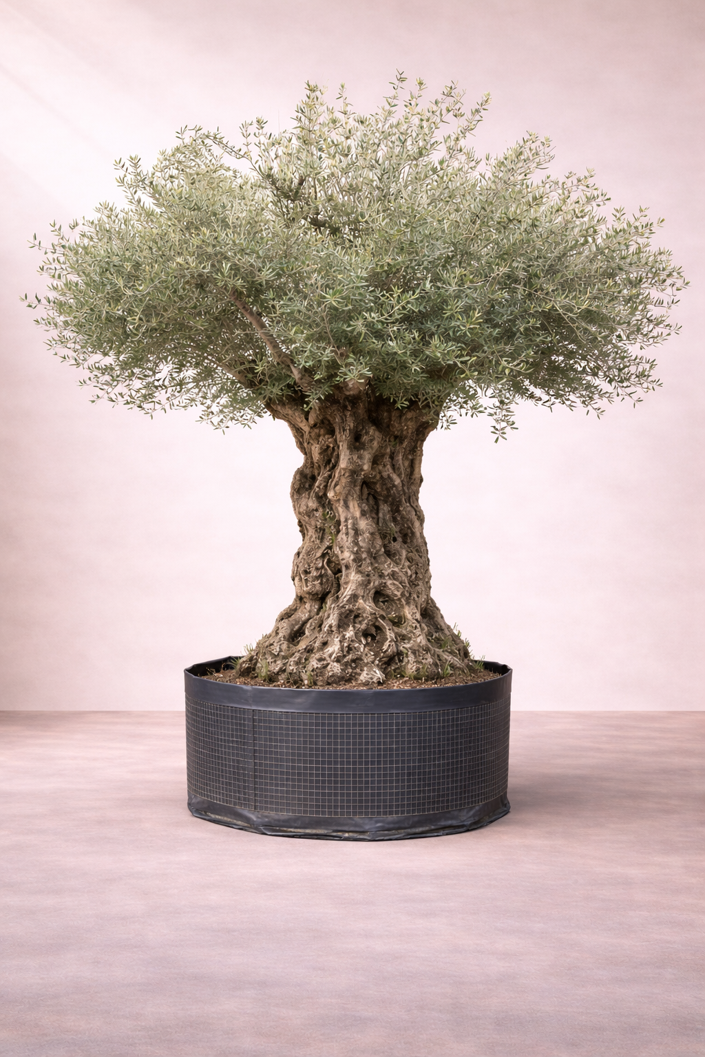 Olive Tree - Olea europaea -  شجرة الزيتون