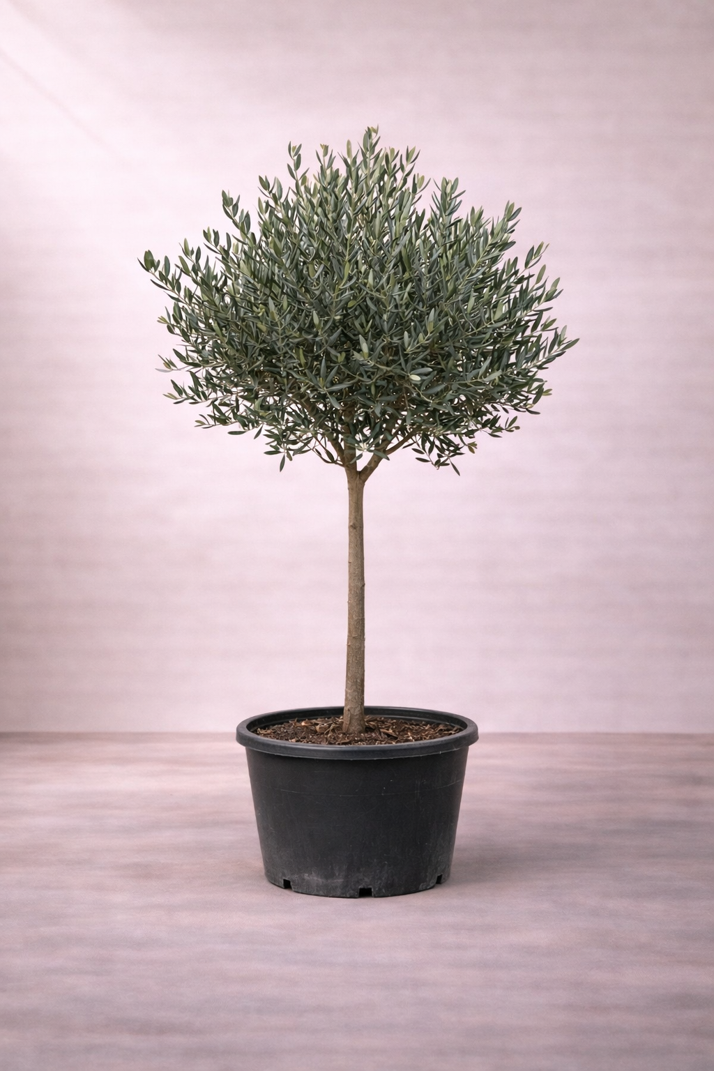 Olive Tree - Olea...