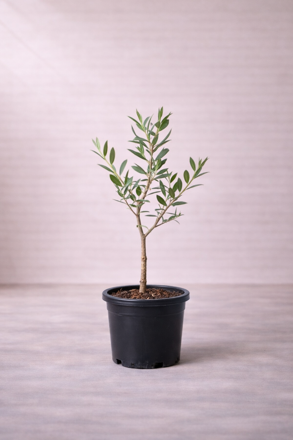 Olive Tree - Olea europaea -  شجرة الزيتون