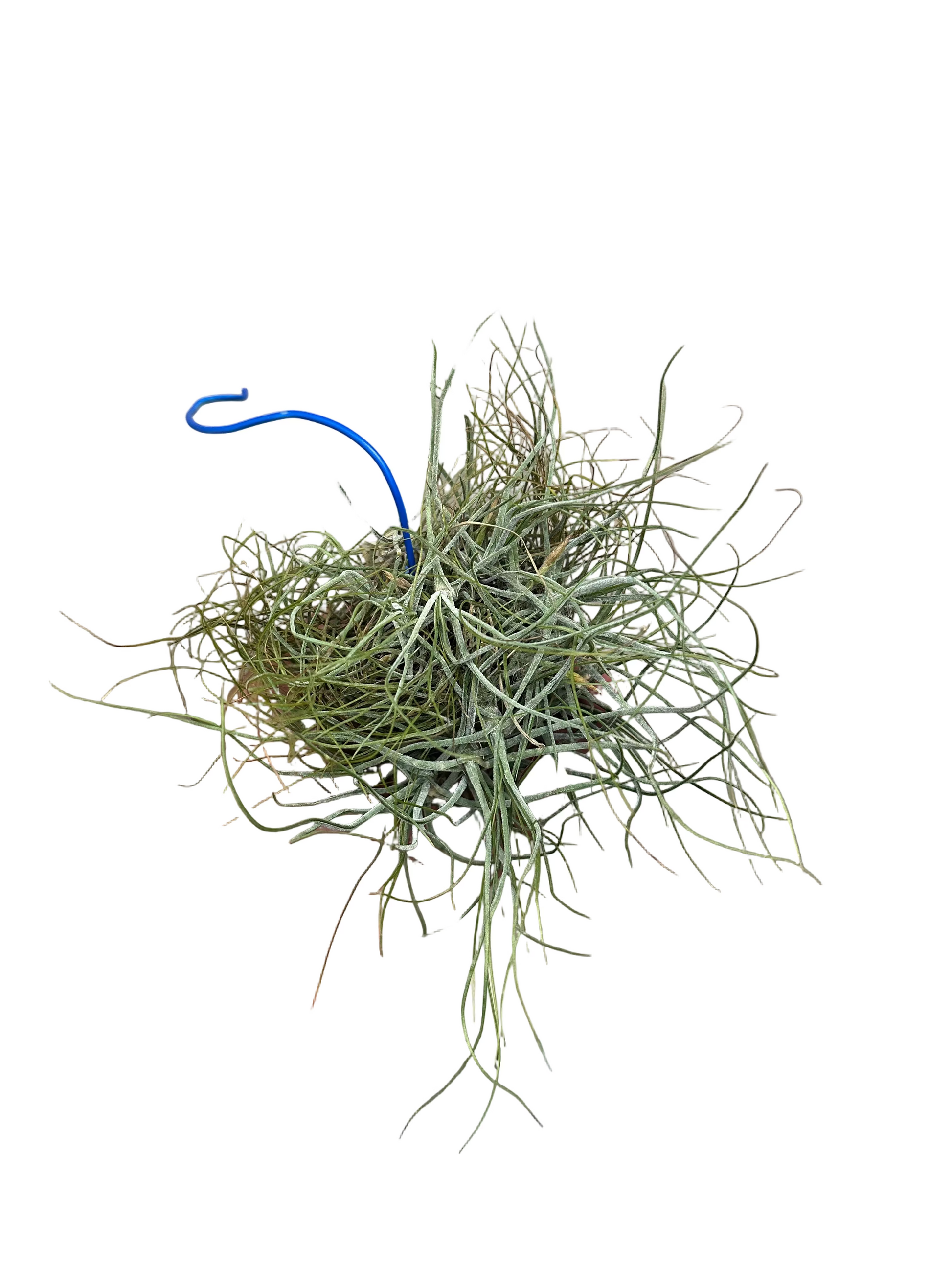 Tillandsia - Airp...