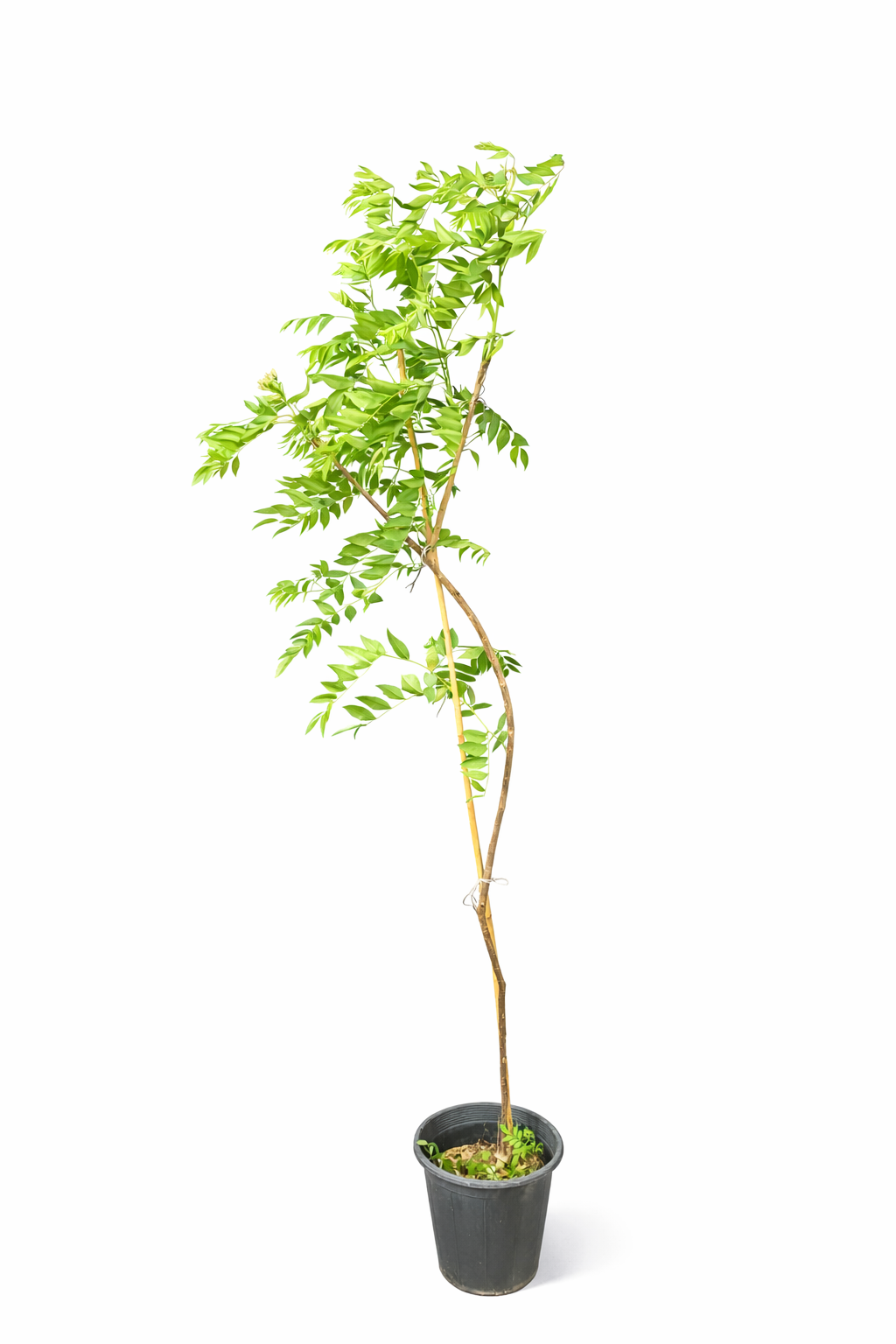 Curry Leaf Plant ...
