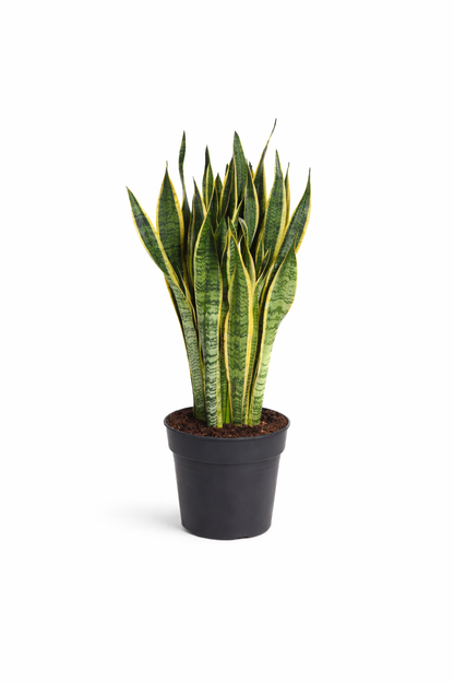 Snake Plant - Sansevieria Laurentii  - Indoor Plant - سانسيفيريا لورنتي