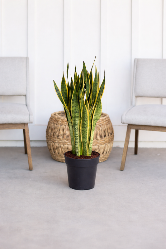 Snake Plant - Sansevieria Laurentii  - Indoor Plant - سانسيفيريا لورنتي