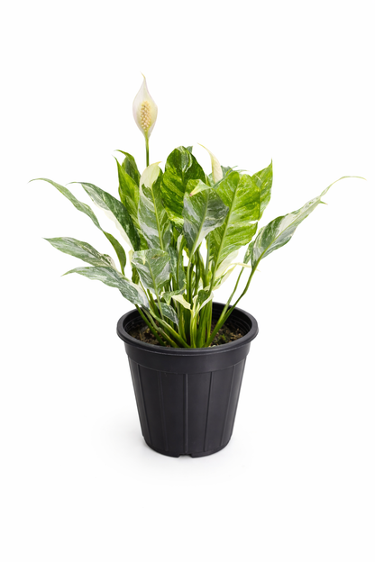 Variegated Peace Lilly - Spathiphyllum - Rare Indoor House Plant - نبات داخلي