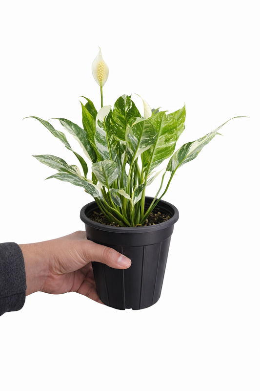 Variegated Peace Lilly - Spathiphyllum - Rare Indoor House Plant - نبات داخلي