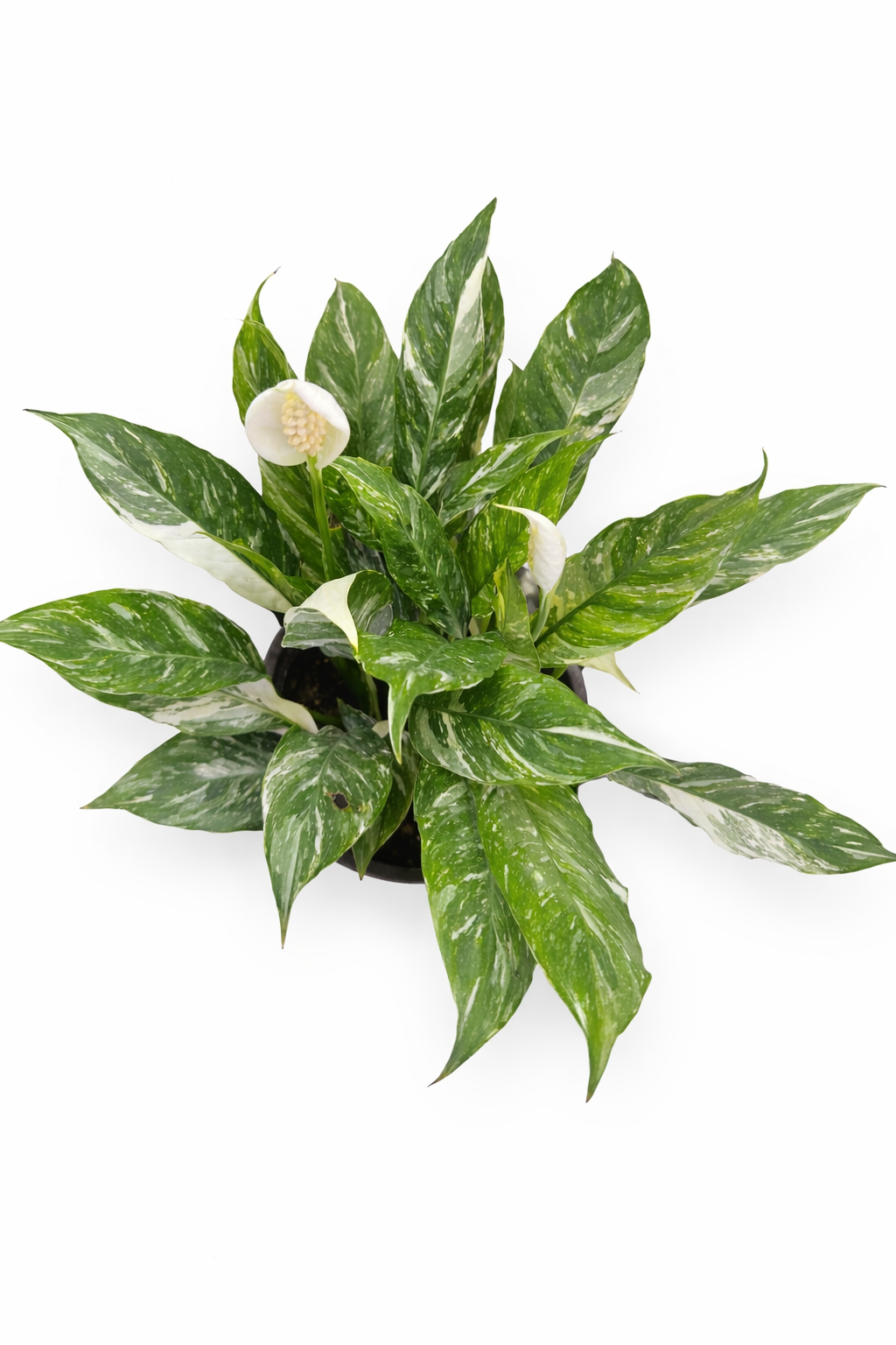 Variegated Peace Lilly - Spathiphyllum - Rare Indoor House Plant - نبات داخلي