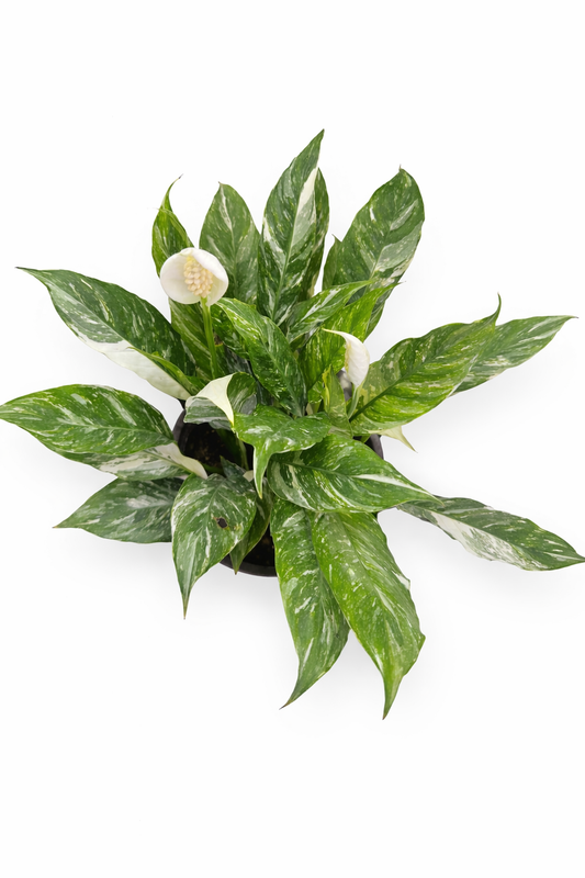 Variegated Peace Lilly - Spathiphyllum - Rare Indoor House Plant - نبات داخلي