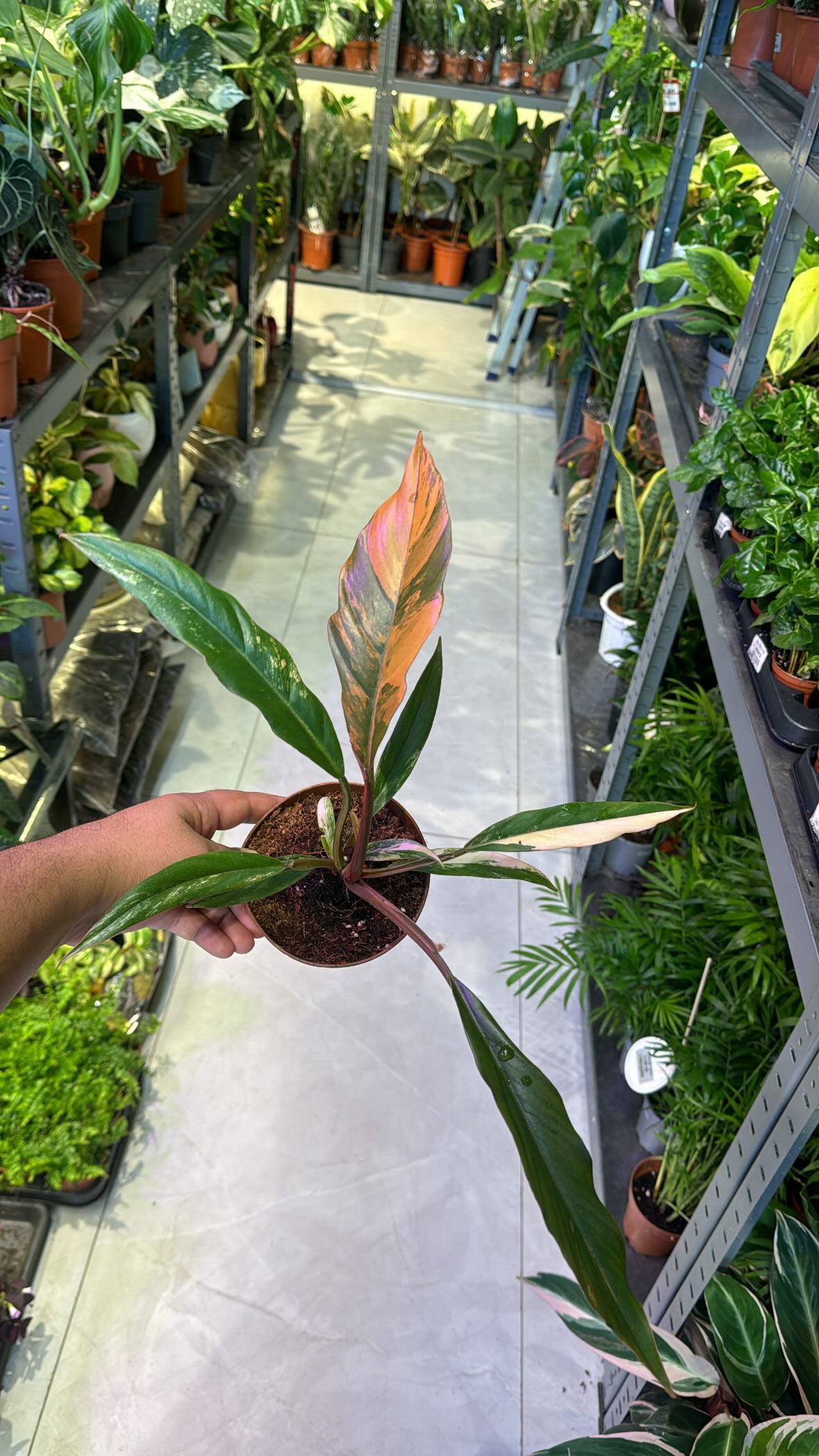 Philodendron Cara...