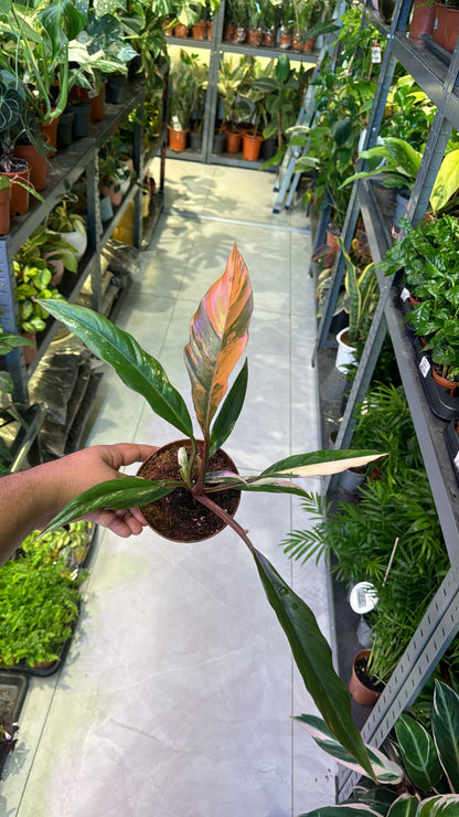 Philodendron Caramel Marble - Rare Plant - Indoor Plant - نبات داخلي