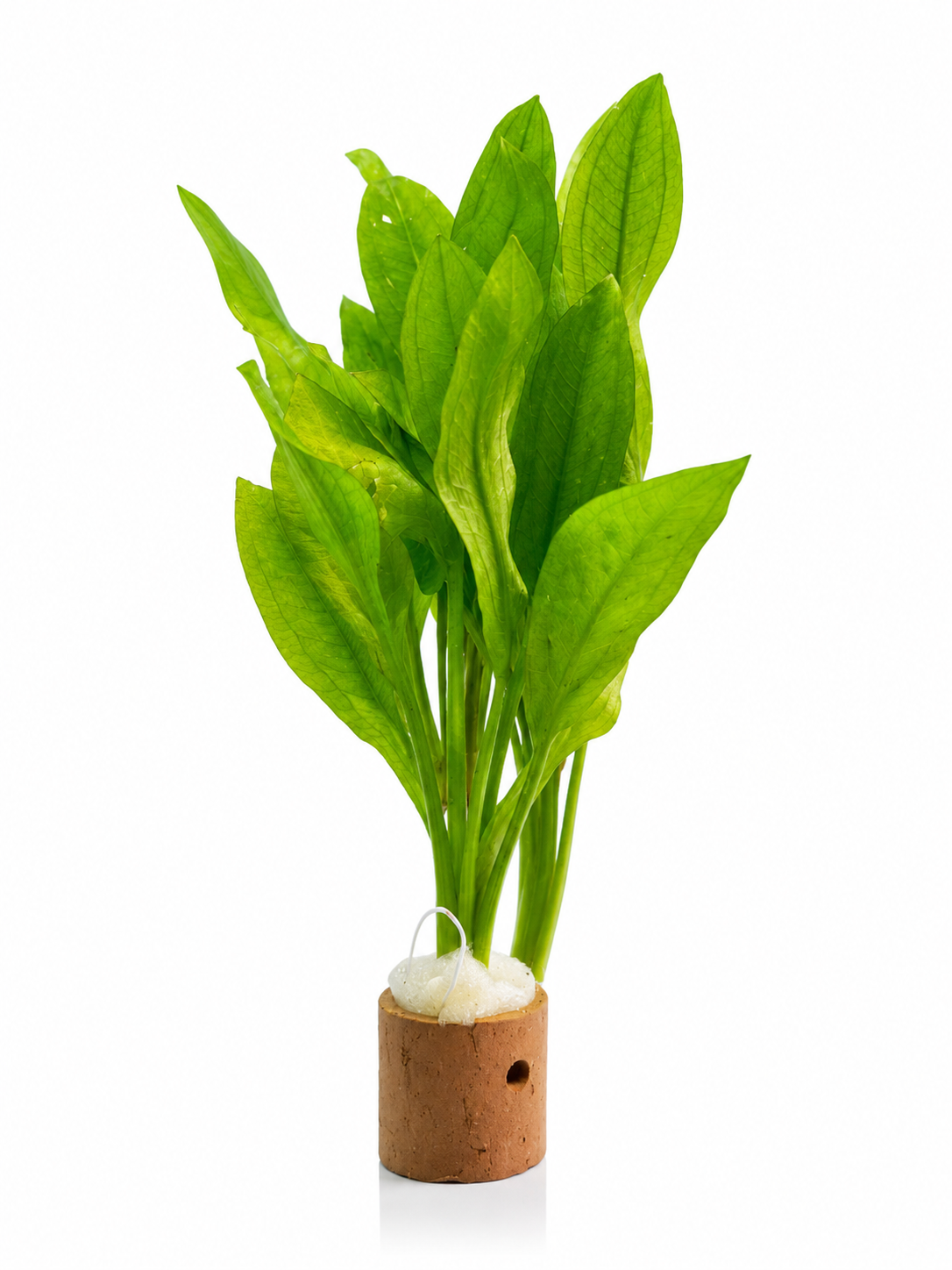 Aquarium Plant Am...