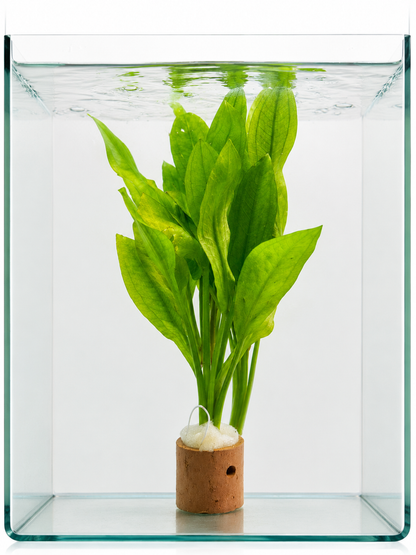 Aquarium Plant Amazon Sword (Echinodorus Bleheri)