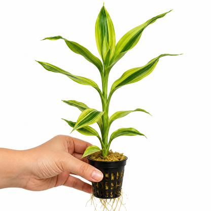 Aquarium Plant Dracaena Sanderian