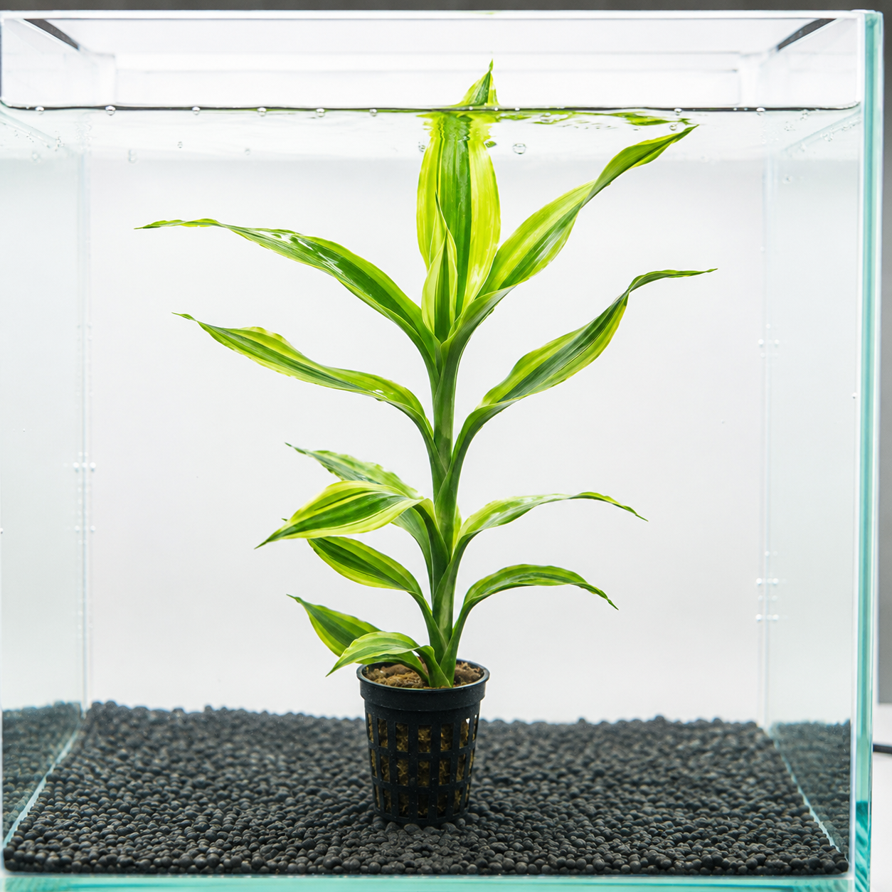 Aquarium Plant Dr...