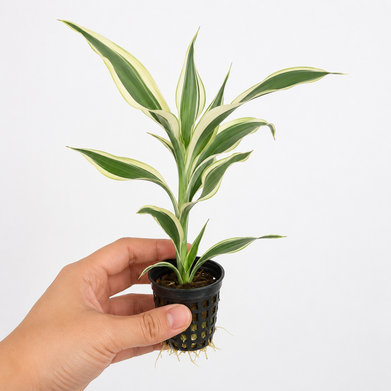 Aquarium Plant Dracaena Sanderian White Stripes