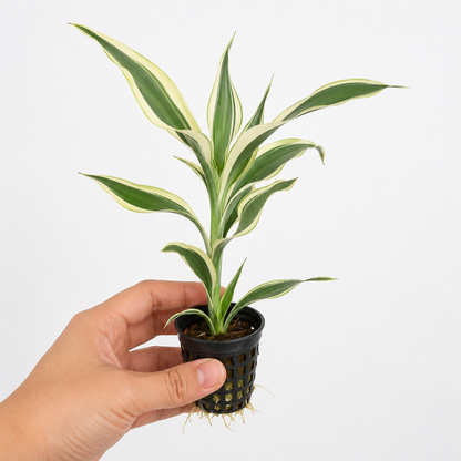 Aquarium Plant Dracaena Sanderian White Stripes