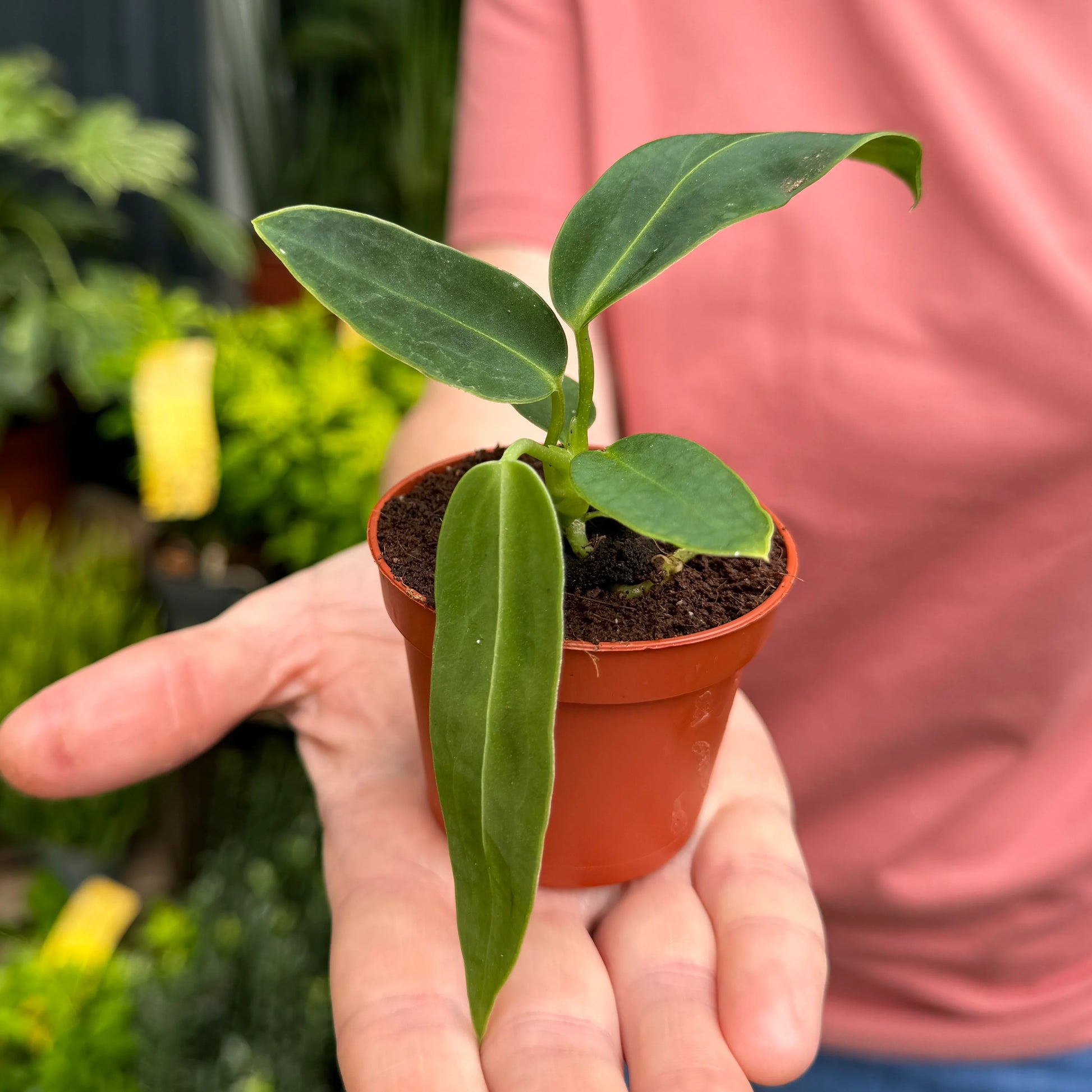 Anthurium Warocqu...