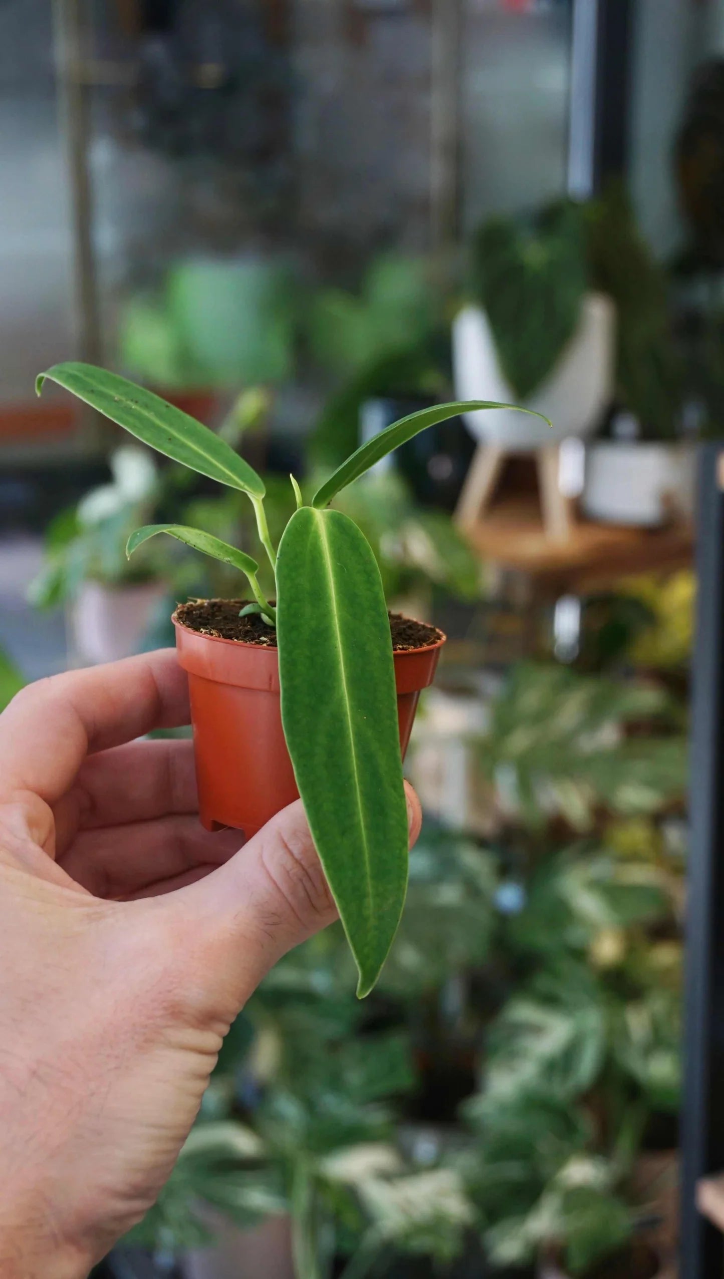 Anthurium Warocqueanum - Rare Indoor Plant - نبات داخلي