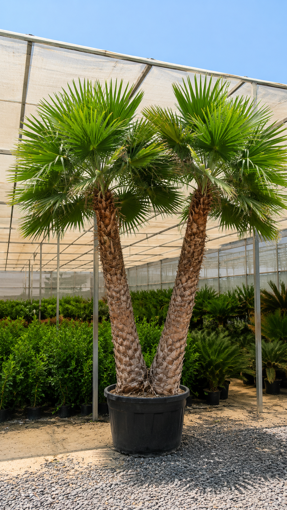 Copernicia Palm - نخلة كوبيرنيسيا