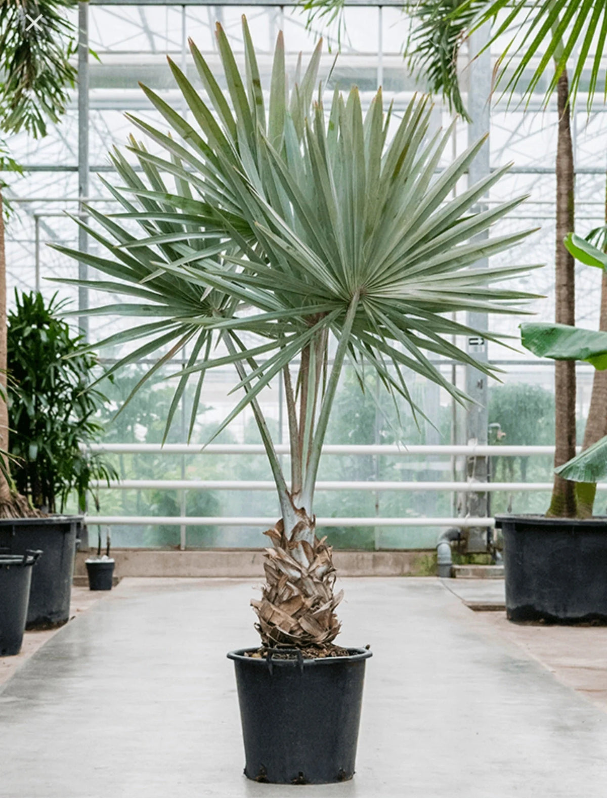 Bismarckia Palm - نخيل بيسمارك