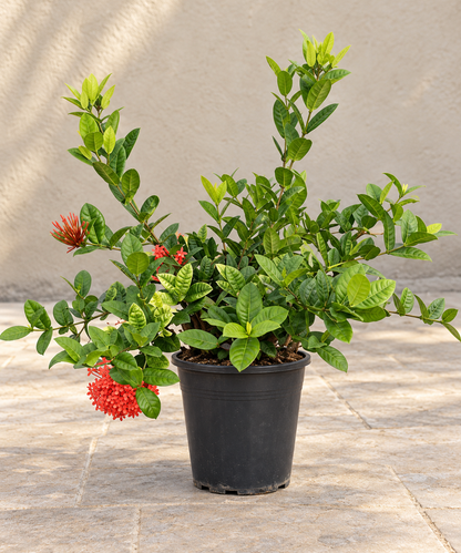Ixora Plant | نبات الإكسورا