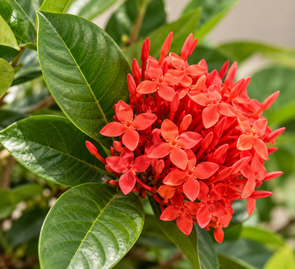 Ixora Plant | نبات الإكسورا