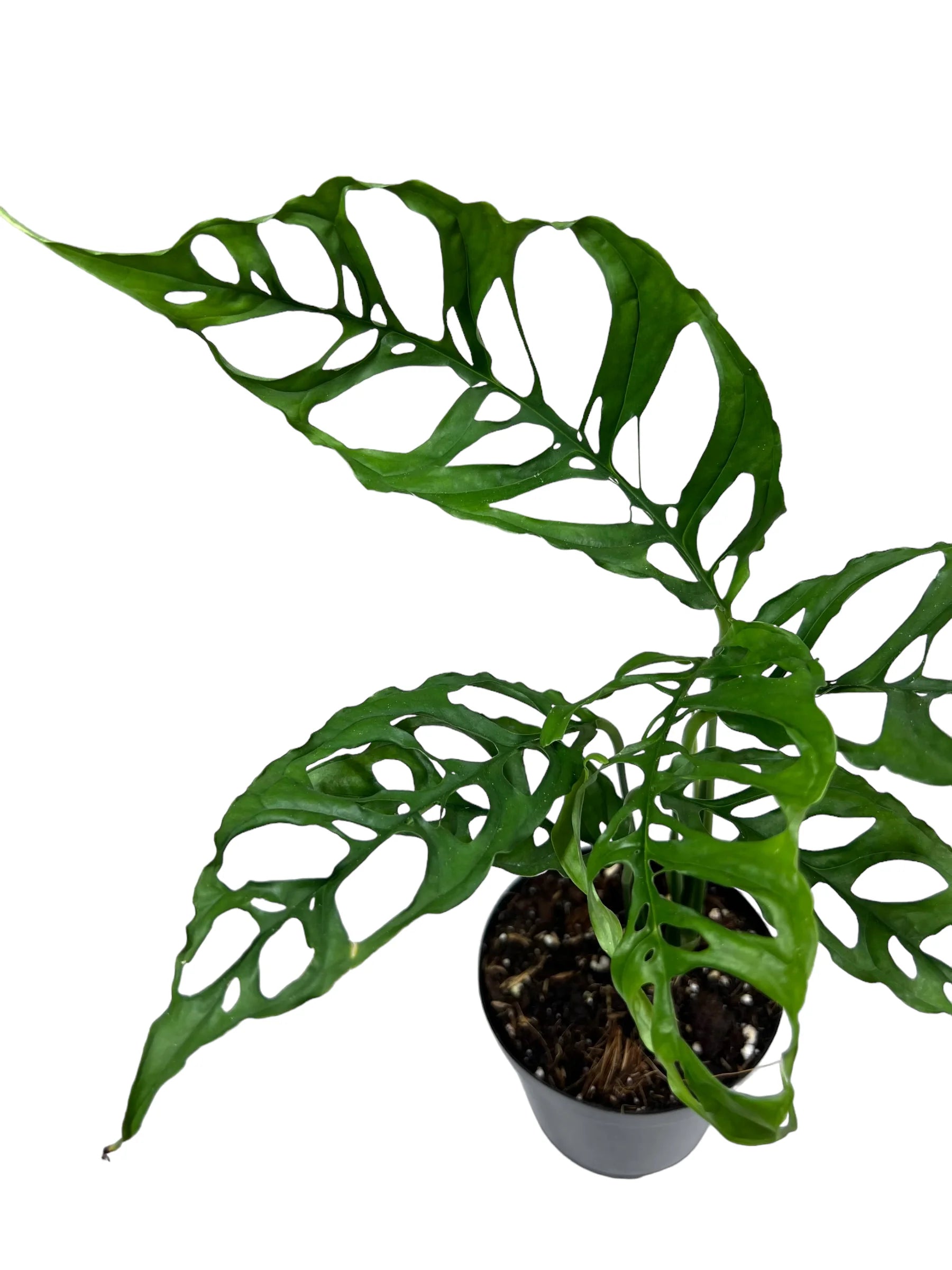 Monstera Obliqua ...