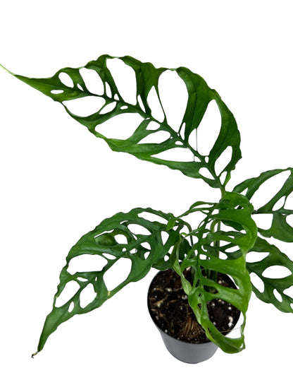 Monstera Obliqua Peru showcasing its delicate fenestrated leaves, displayed in an elegant indoor setting.