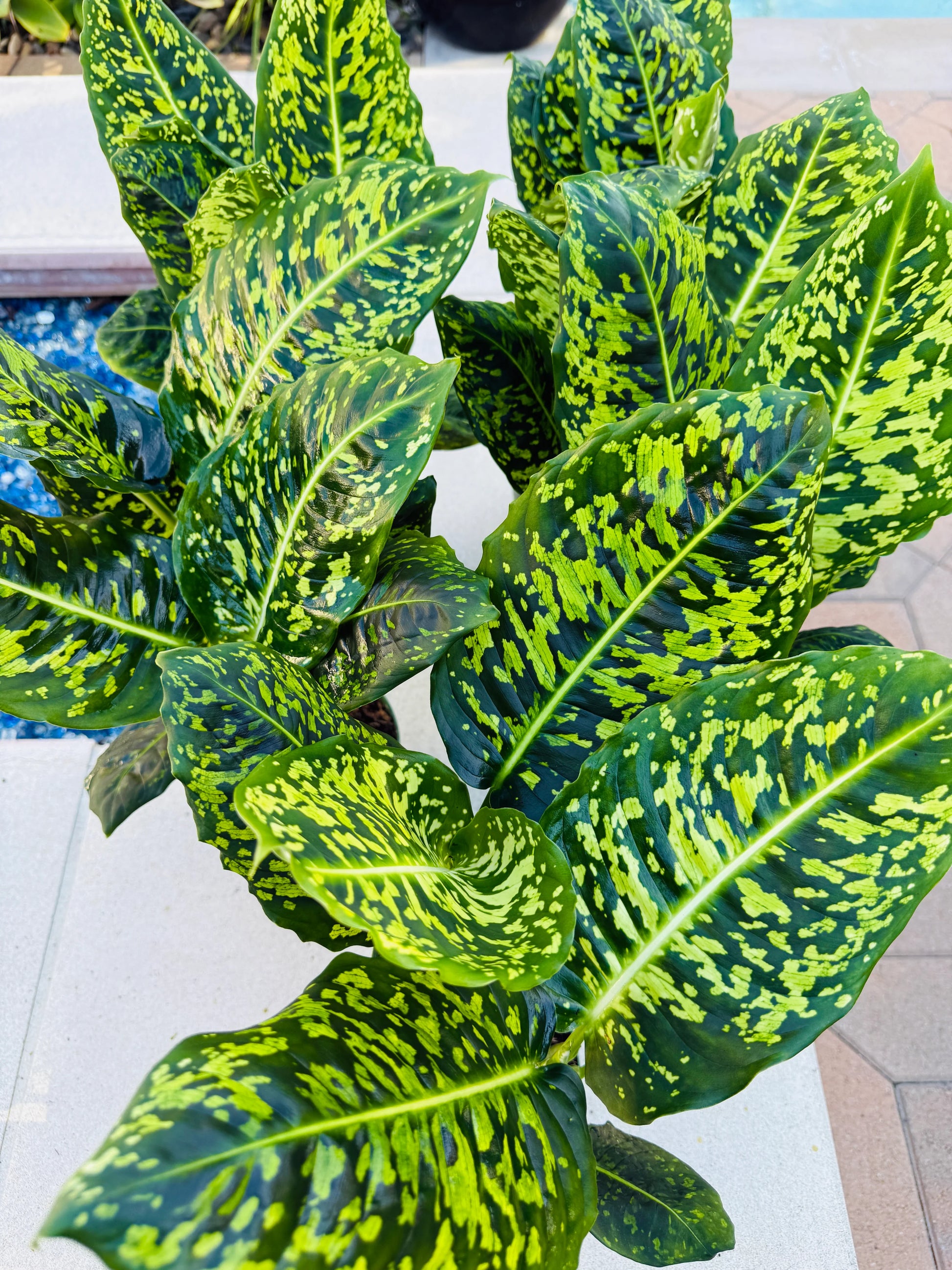 Dieffenbachia Ref...