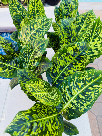 Dieffenbachia Reflector - Dumb Cane - Indoor House Plant - نبات داخلي