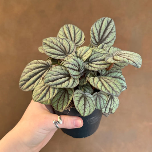 Peperomia Mistique - Indoor House Plant - نبات داخلي
