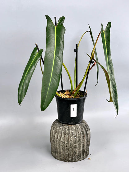 Philodendron Spiritus Sancti - Rare Indoor House Plant - نبات داخلي