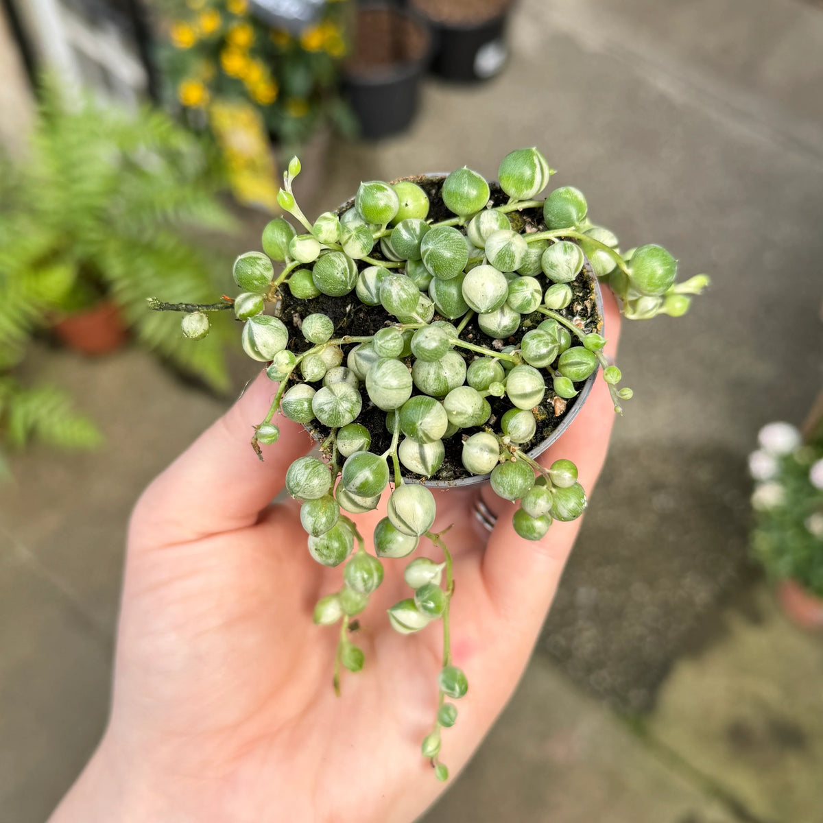 String of Pearl V...