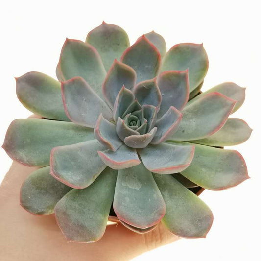 Echeveria Mystery succulent with a rosette of bluish-green leaves tinged with purple, displayed in a chic, white pot.